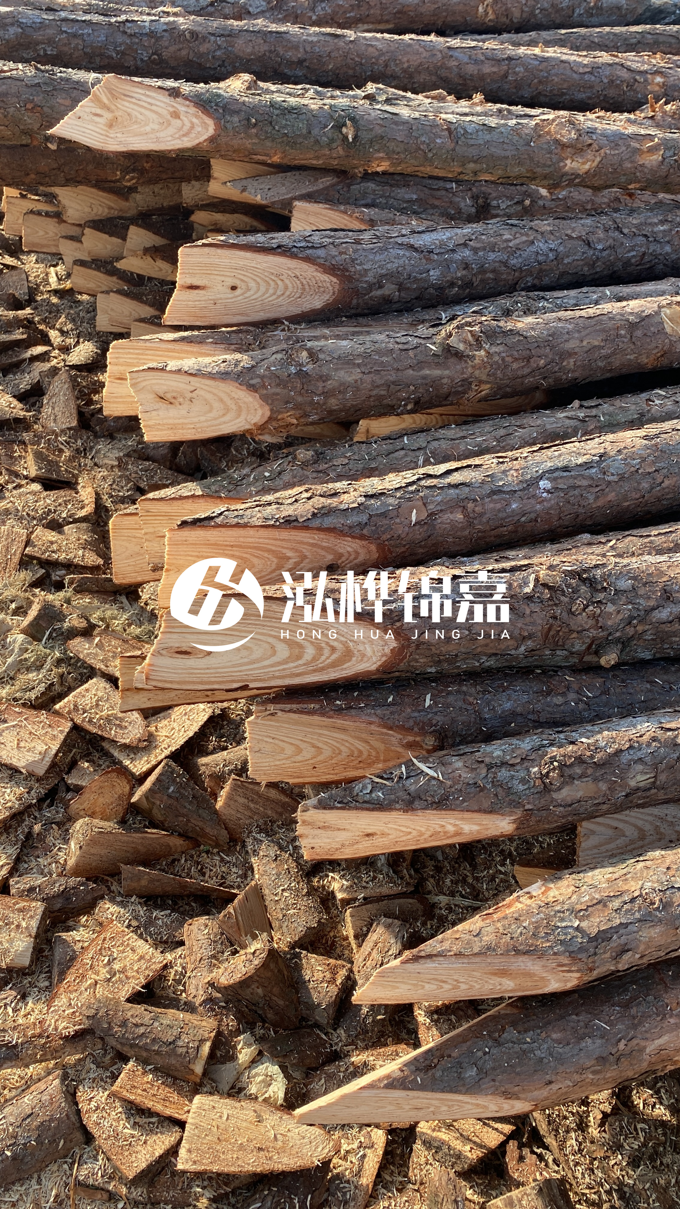 松木樁怎么分辨好壞？學會這幾招，輕松分辨松木樁好壞不踩雷！